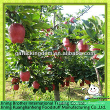 20kg cart huaniu apple